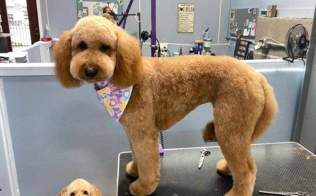 A goldendoodle groomed by Brynna.